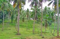 Mirigama Coconut Estate For Sale
