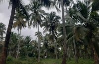 Coconut Estate For Sale At Dankotuwa