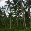 Facing Galewela Main Rd Coconut Estate For Sale
