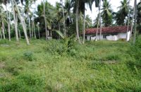 Coconut Estate For Sale At Badalgama