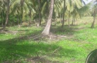 Coconut Estate For Sale At Ganewatta Rd