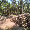 Facing Galewela Main Rd Coconut Estate For Sale