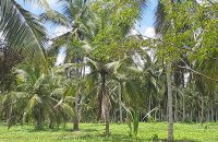Coconut Estate For Sale At Nattandiya