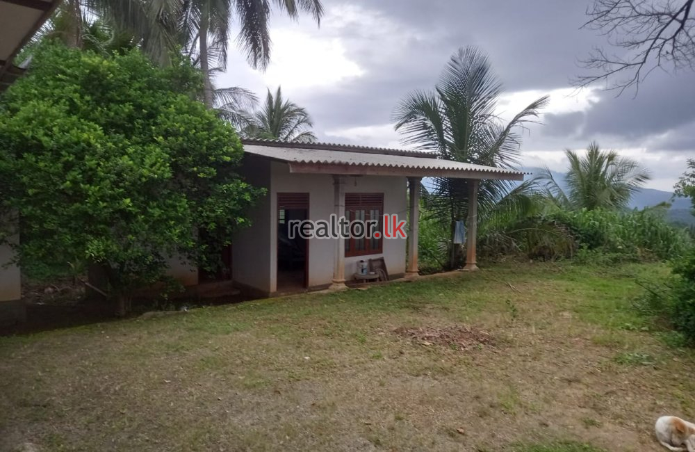 Coconut Estate For Sale At Dodangaslanda