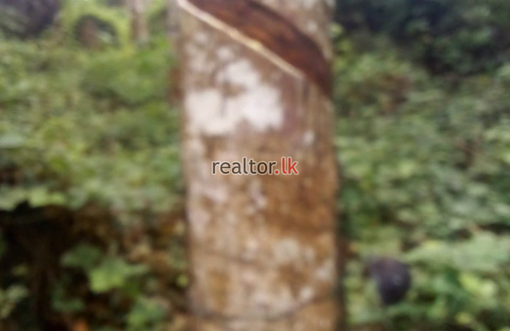 Rubber Estate With Factory Sale In Eheliyagoda