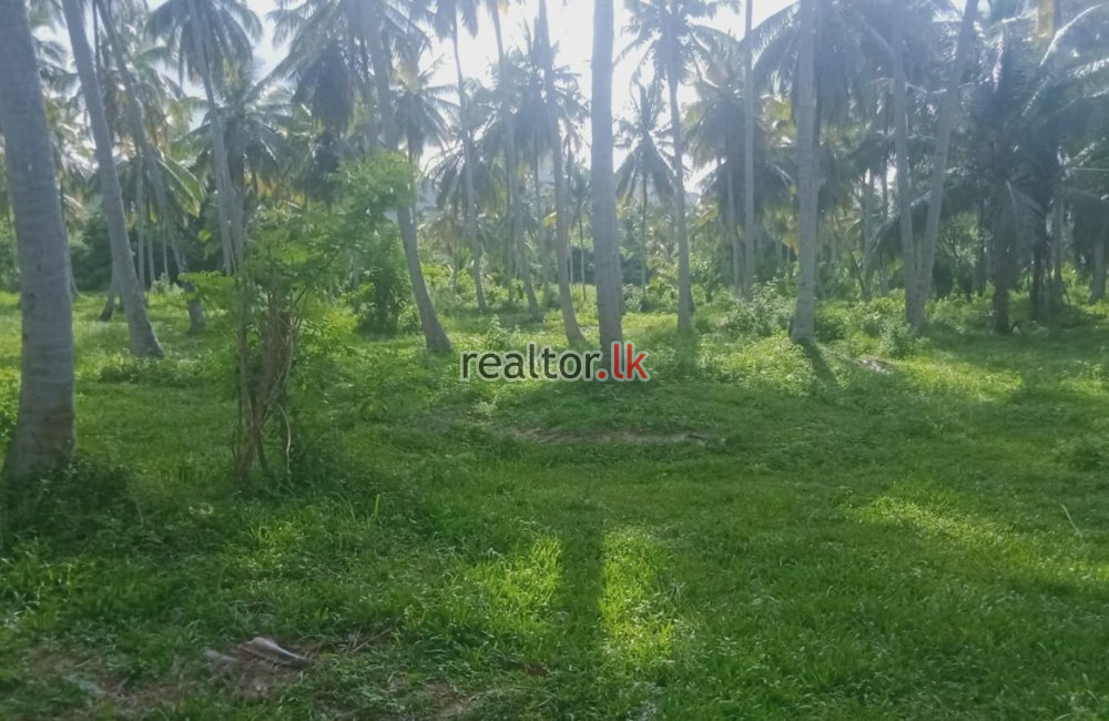 Coconut Estate In Kurunegala For Sale