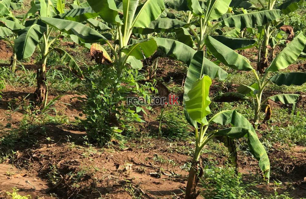 Agriculture Land For Sale At Embilipitiya