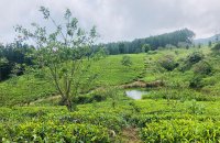 40 Acres Of Tea Estate For Sale In Wattegama