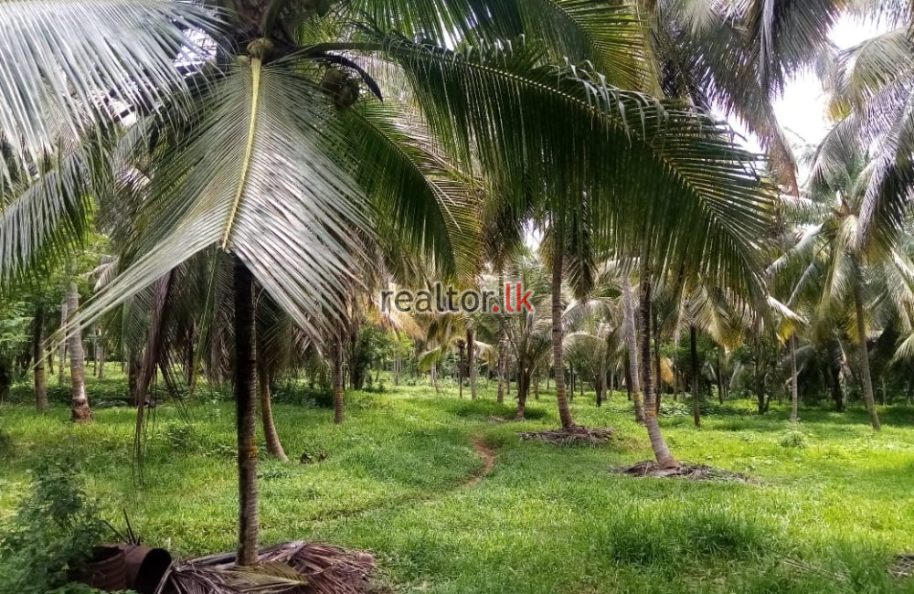 Coconut Estate For Sale At Melsiripura