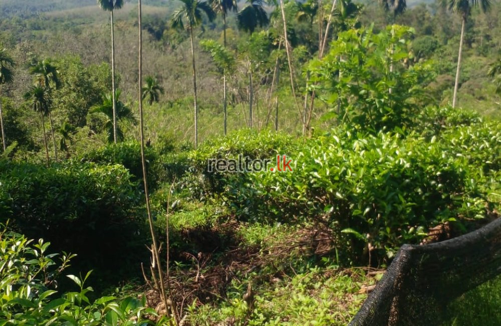 Tea Estate With A Bungalow In Avissawella
