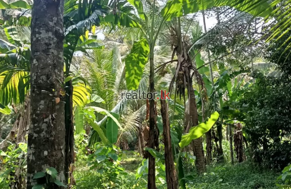 පොතුහැර අක්කර 2ක් ඉක්මනින්   විකිණීමට