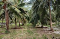 Coconut Estate For Sale In Mahakumbukkadawala Rd