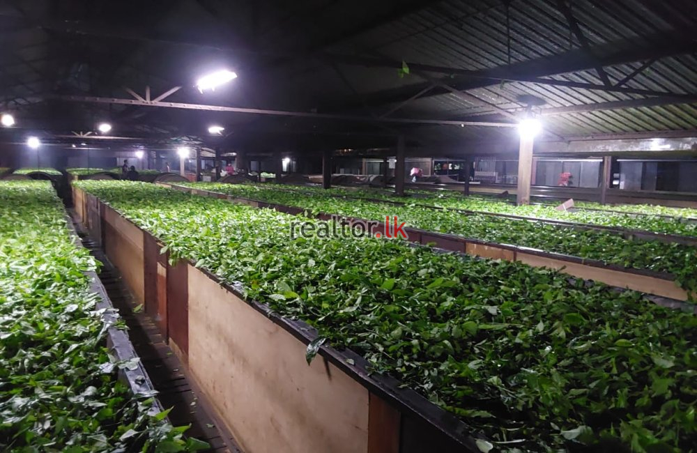 Tea Factory For Sale At Panapitiya