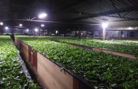 Tea Factory For Sale At Panapitiya