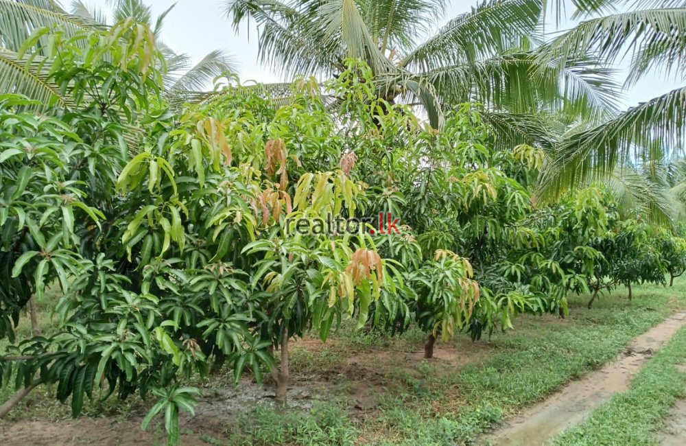 Mix Plant Estate For Sale At Puttalam