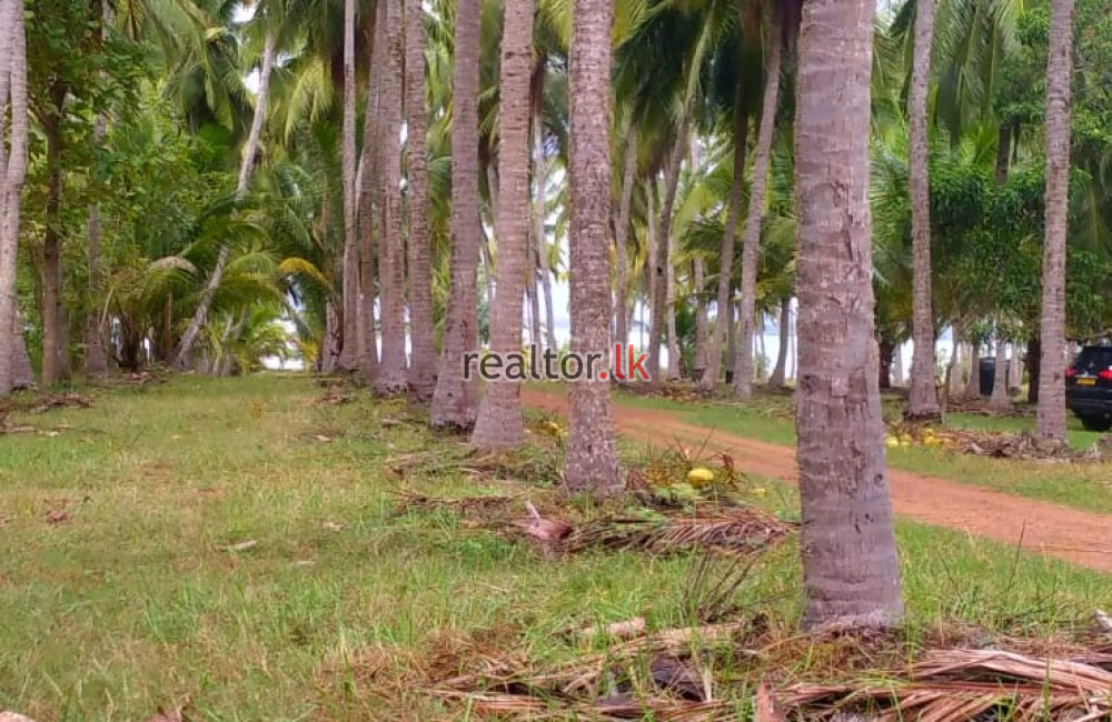 Mundalama Coconut Land For Sale