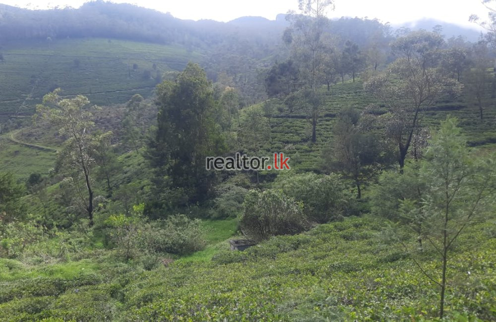 Tea Estate For Sale At Hewahata