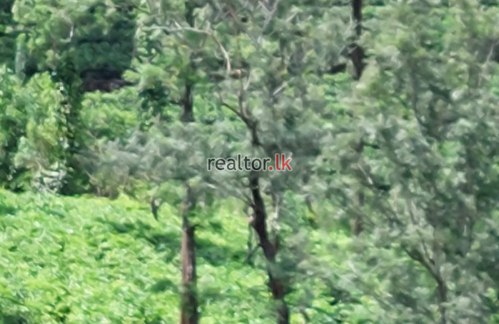 Tea Estate At Galaha