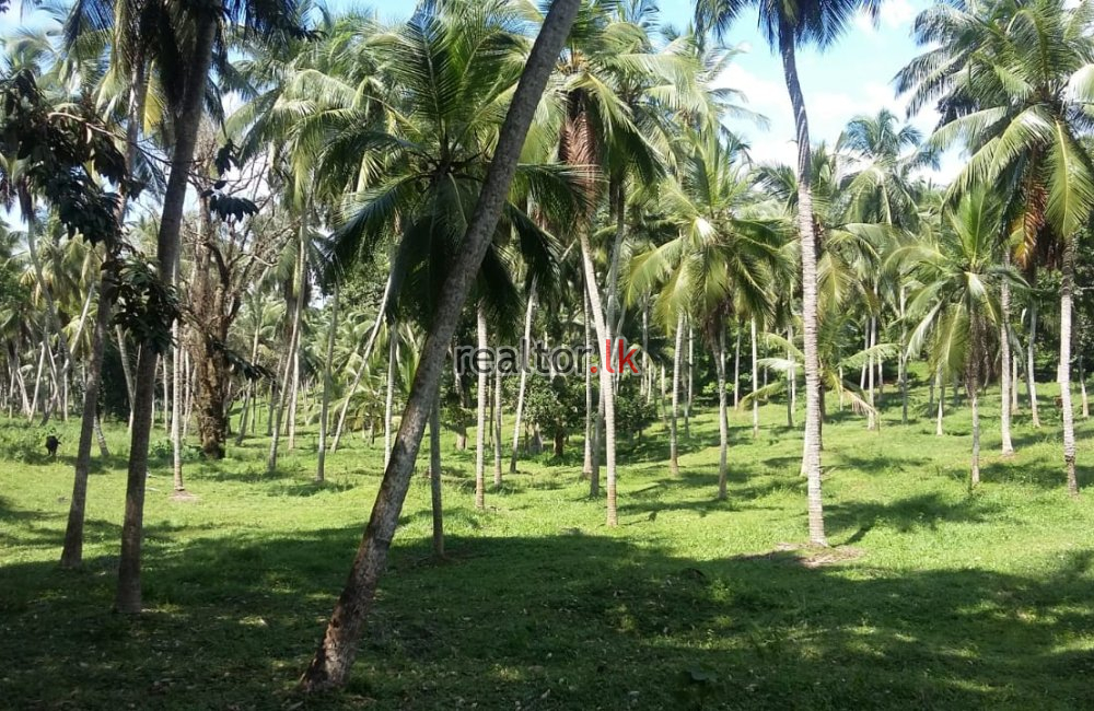 Coconut Estate For Sale At Pasyala