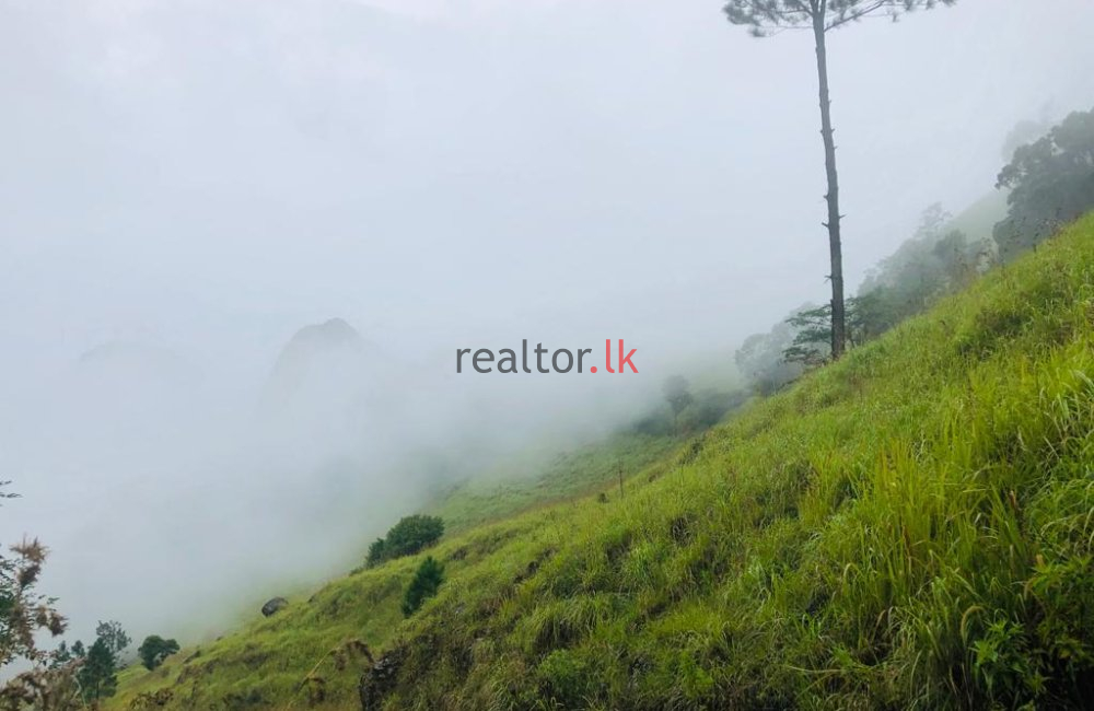 Matale Mixed Plant Estate For Sale