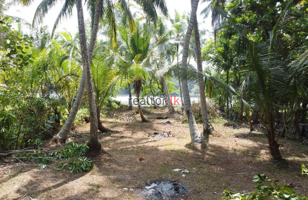 Coconut Estate For Sale At Hikkaduwa