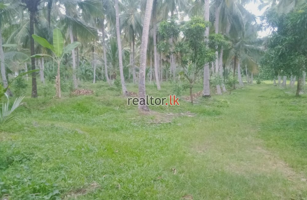 Coconut Estate In Kurunegala For Sale