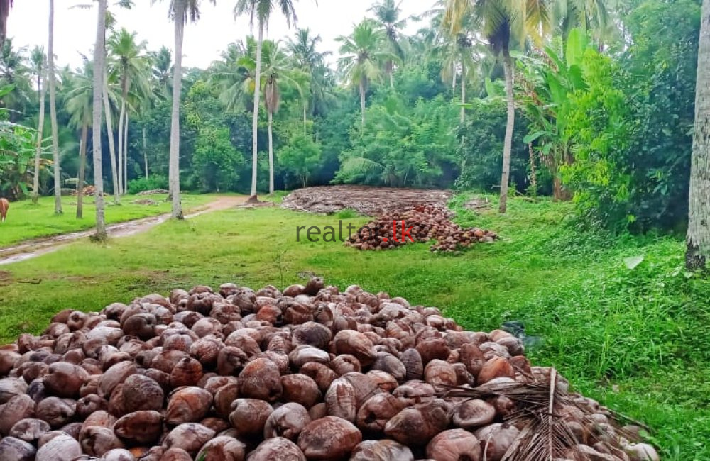 Mirigama Coconut Estate For Sale