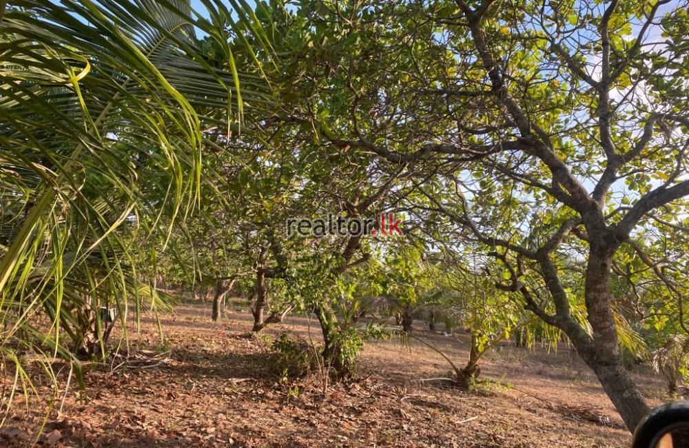 Factory For Sale In Galgamuwa Kurunegala