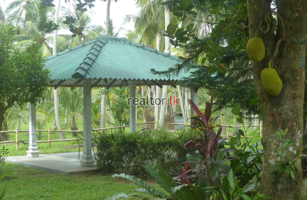 Coconut Estate For Sale At Wellawa Kurunegala