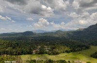 82.5 Acres Mixed Plant Estate For Sale At Matale