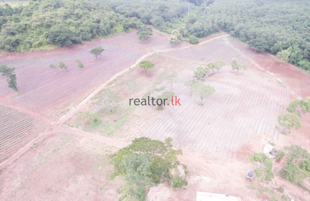 Madawala Ulpotha Estate For Sale