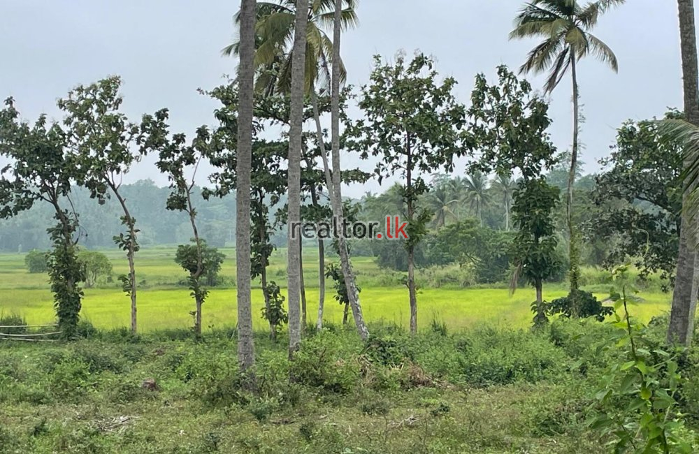 Coconut Estate For Sale In Bujjampola Dankotuwa