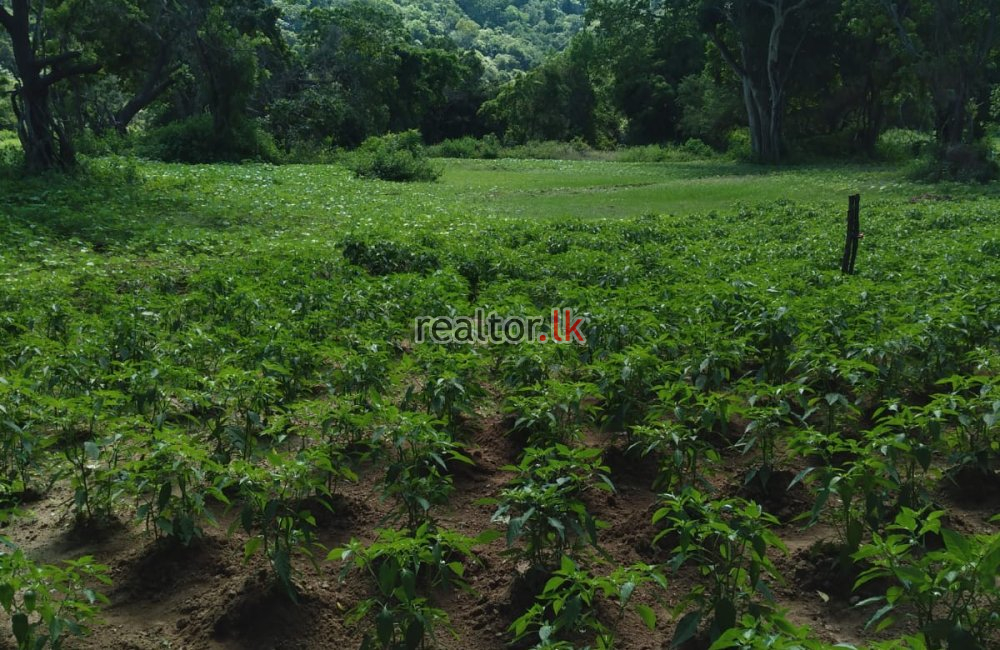 Paddy Land For Sale In Ranamukgama