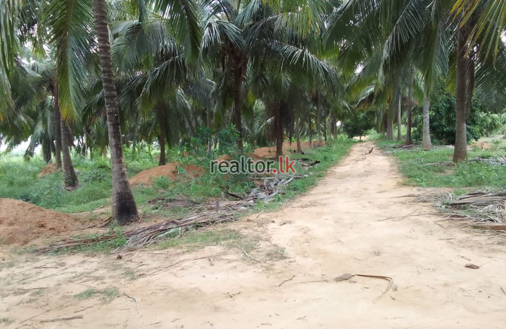 Coconut Estate For Sale At Wanathavilluwa