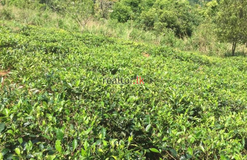 Tea Estate For Sale At Hewaheta