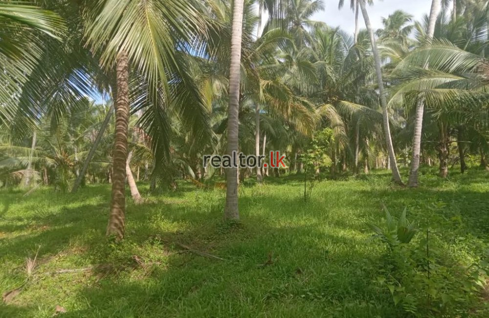 Coconut Estate For Sale At Puttalam