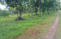 Coconut Estate For Sale Facing Main Rd Chilaw