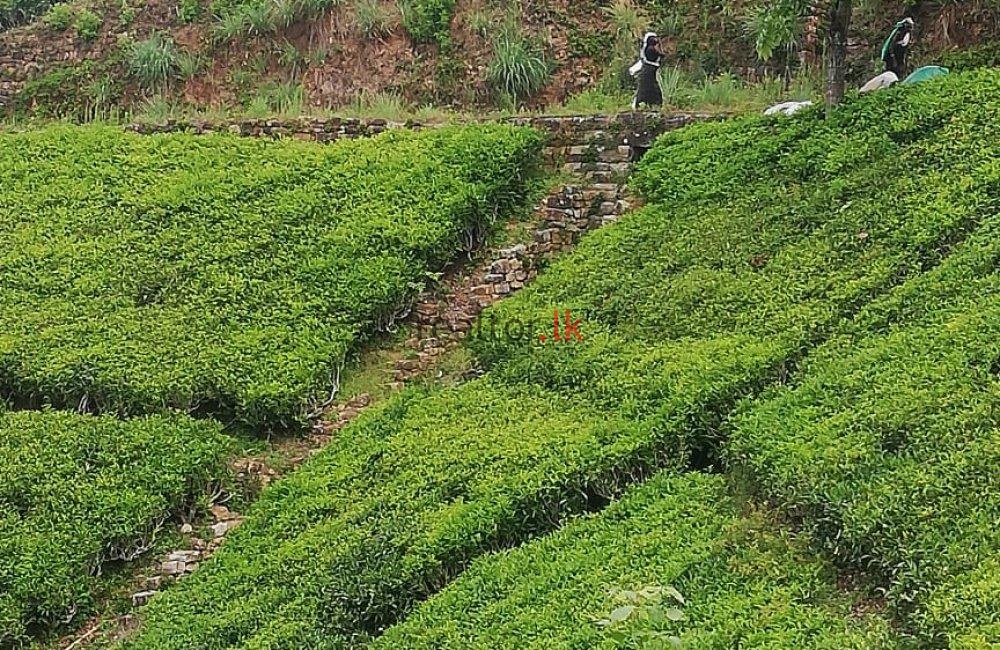 Nuwara - Eliya Tea Estate For Sale