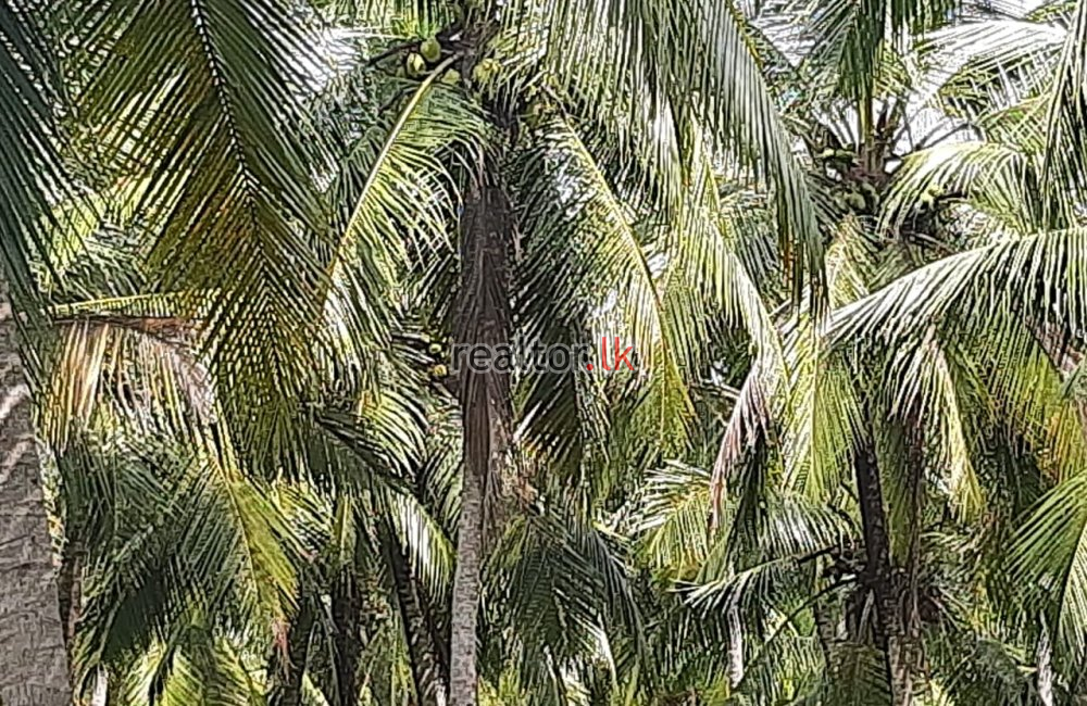 15 Acres Coconut Estate For Sale In Dankotuwa