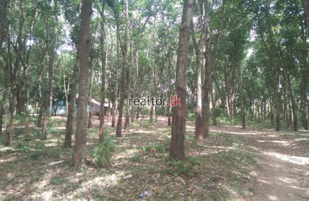 Rubber Estate For Sale In Ibbagamuwa