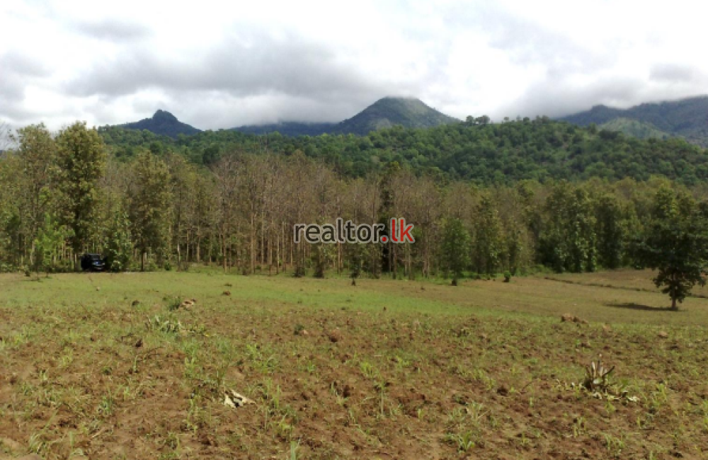 Mixed Plant Estate For Sale In Badulla
