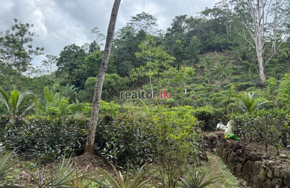 Tea Estate For Sale In Kottawa Galle