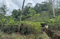 Tea Estate For Sale In Kottawa Galle