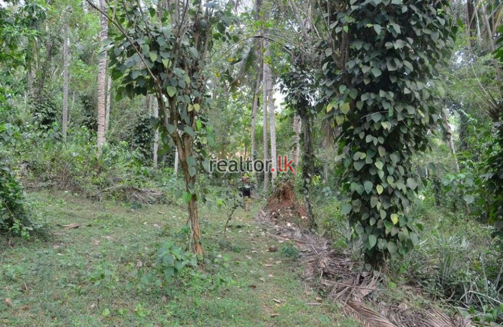 Coconut Estate For Sale In Okewela Hambantota