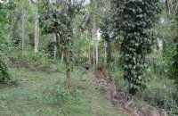 Coconut Estate For Sale In Okewela Hambantota