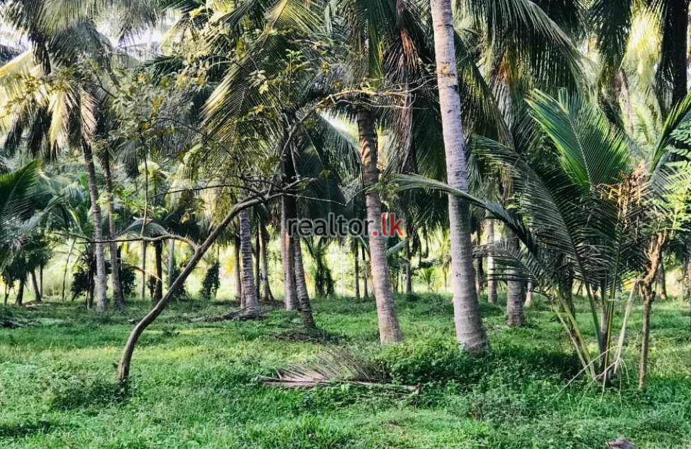 Coconut Estate For Sale In Wellawa Kurunegala