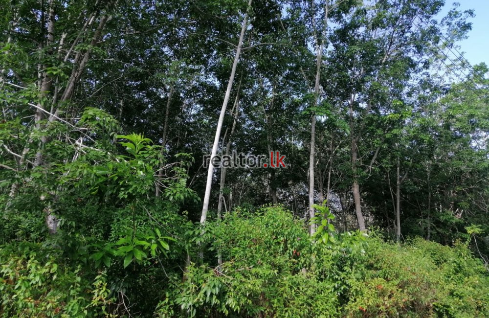 Facing Madu River Land For Sale