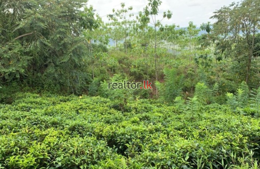 Tea Estate & Quartz Rock For Sale Bulathsinhala