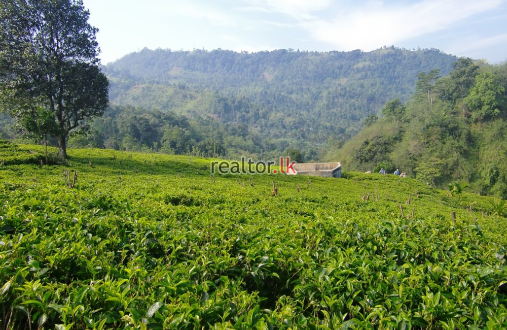 Tea Estate For Sale At Udapalatha Kandy