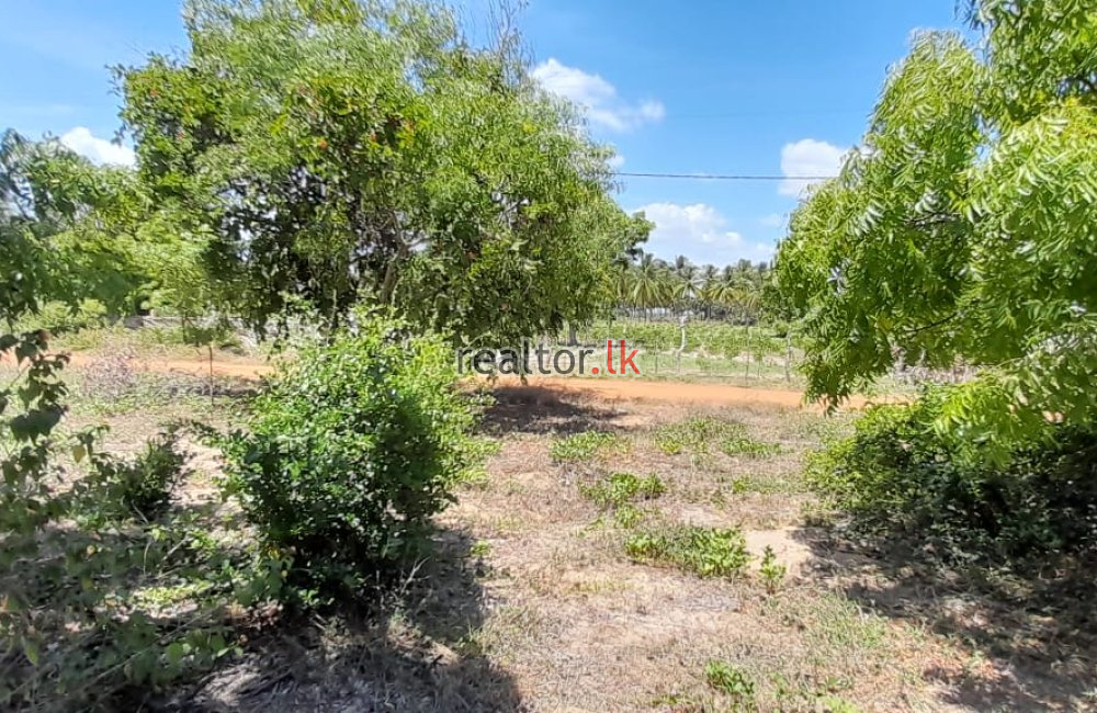 Land For Sale At Sangamankanda